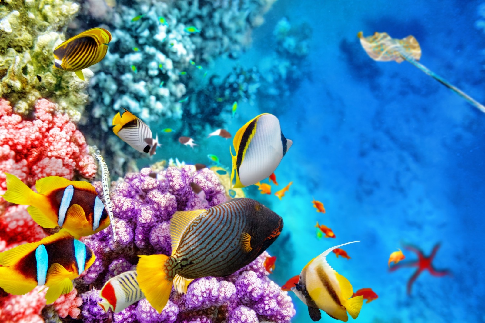 DAY 5: Join us on an unforgettable experience to the Great Barrier Reef - the only living structure visible from the space. A chance to enjoy Hot Air Ballooning